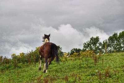 Horse standing on field against sky