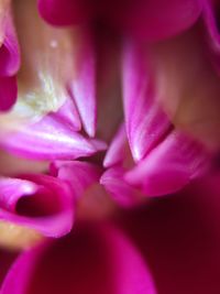 Macro shot of pink flower