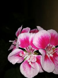 Close-up of pink rose flower against black background