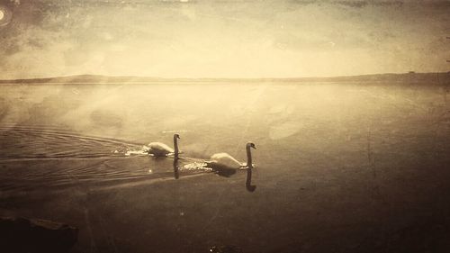 High angle view of swan in lake against sky