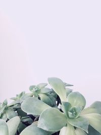 Close-up of plant against white background