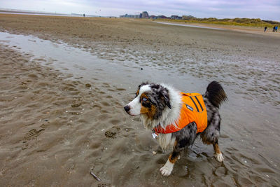 Dog running on beach