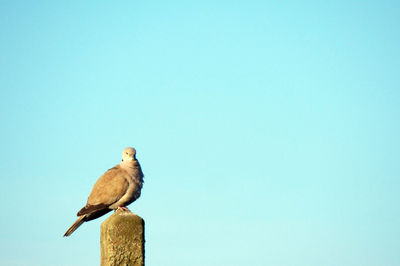 Low angle view of bird perching on wood against clear sky