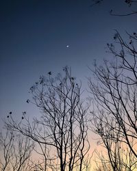 Low angle view of silhouette bare tree against sky at night