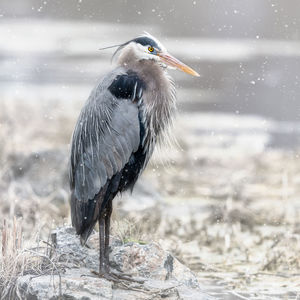 Close-up of bird perching on a snow