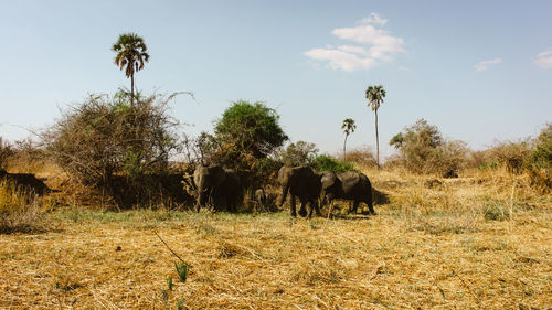 Herd of elephants in savanna on a safari in ruaha national park, tanzania