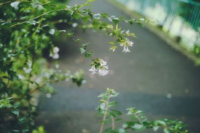 Close-up of flowering plant against blurred background