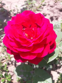 Close-up of flower blooming outdoors