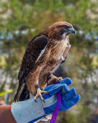 Close-up of bird of prey 