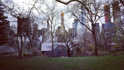 Bare trees and building in park