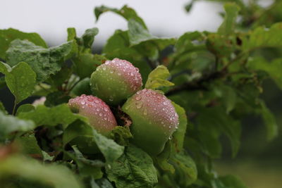 Close-up of berries on plant