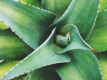 Thorny leaves greenery