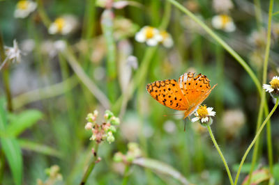 Close-up of butterfly pollinating on flower