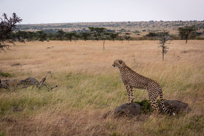 Cheetah on grassy field 