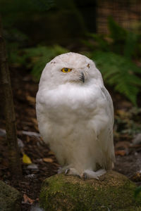 Close-up of bird perching on a land