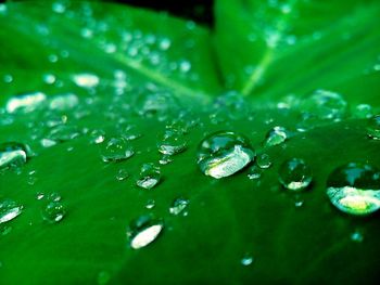 Close-up of water drops on leaves