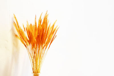 Close-up of orange plant against white background