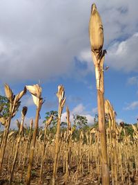 Low angle view of plants on field against sky