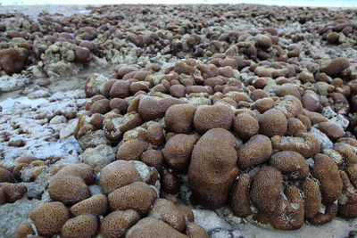 Close-up of stones on beach