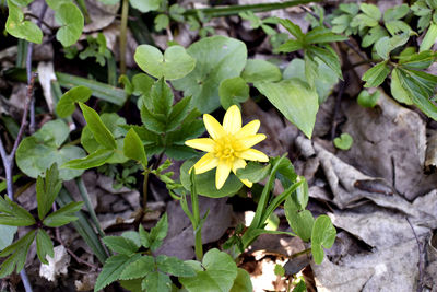 High angle view of yellow flowering plants