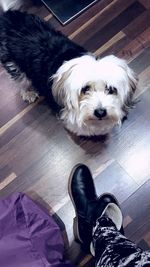 Dog looking at camera