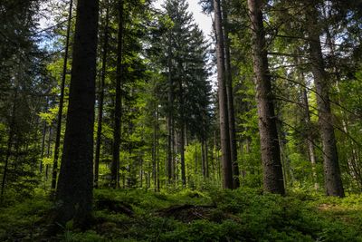 Trees in forest