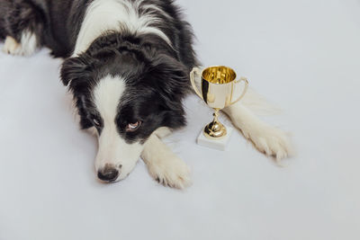 Close-up of dog against white background