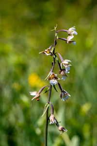 Close-up of flowering plant