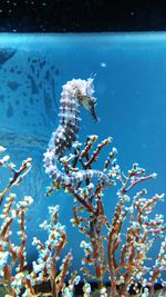 Close-up of sea horse swimming in sea