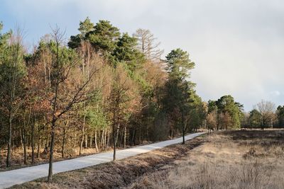 Road amidst trees on field against sky