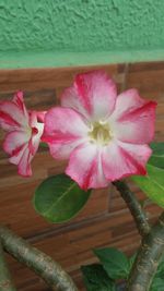 Close-up of pink flowering plant