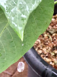 Close-up of raindrops on leaves