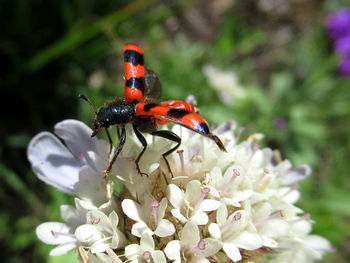 Red bee-bug in a white blossom / roter bienenkäfer auf weißer blüte / trichodes apiarius