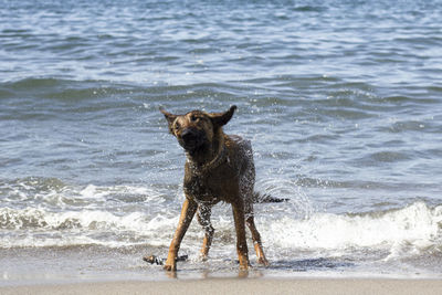 Malinois breed dog shaking off the water after a swim in the sea