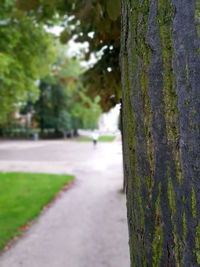 Close-up of tree trunk