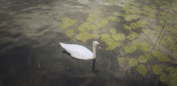 High angle view of swan swimming in lake