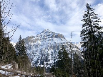 Pine trees on snowcapped mountains against sky