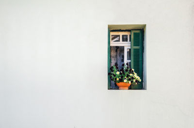 Flowers on window of house