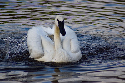 Swan floating on lake