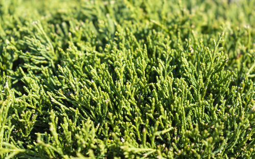 Closeup shot of a sunny illuminated succulent plant