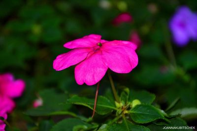 Close-up of pink flower blooming outdoors