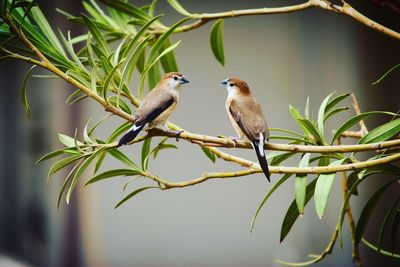 Bird perching on a branch