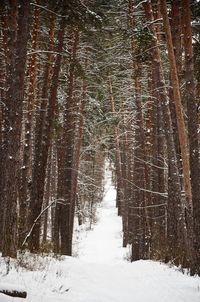 Trees in forest during winter