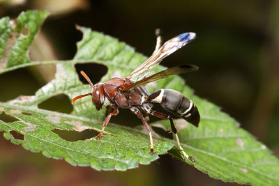 Close-up of insect on plant