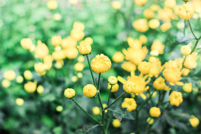 Close-up of yellow flowering plant on field