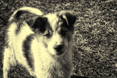 Portrait of dog standing on field