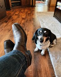 High angle view of dog at home