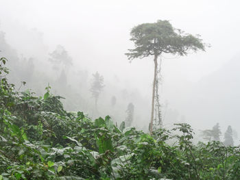 Trees in forest during rainy season