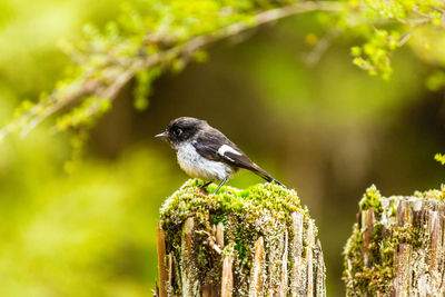 Close-up of bird perching on a tree