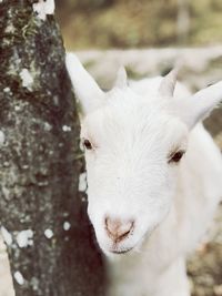 Close-up of white cat